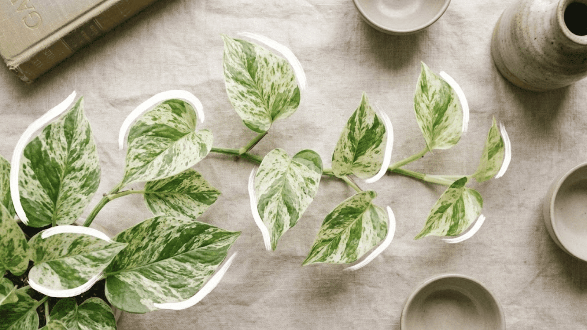 marble queen pothos