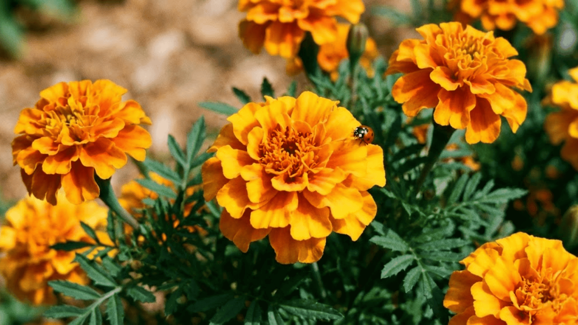 marigolds