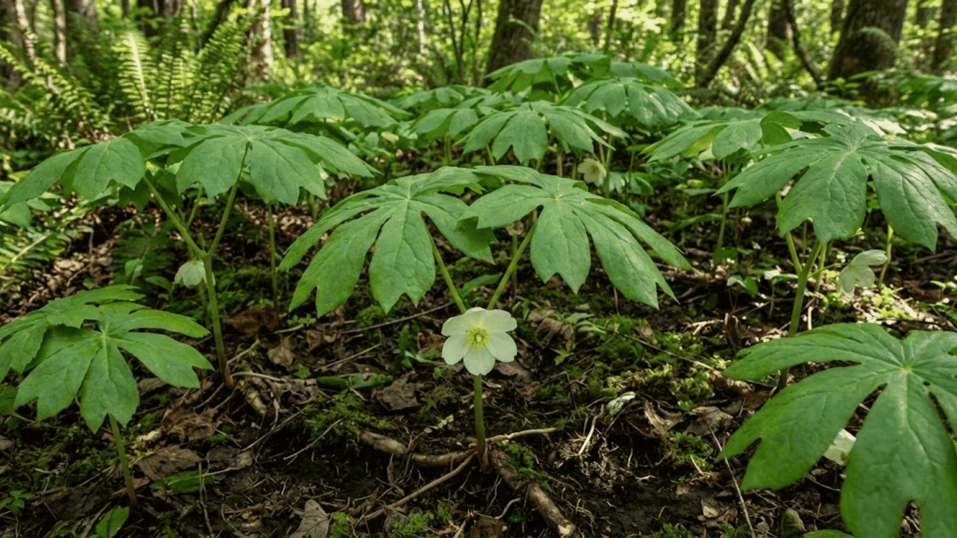 mayapple