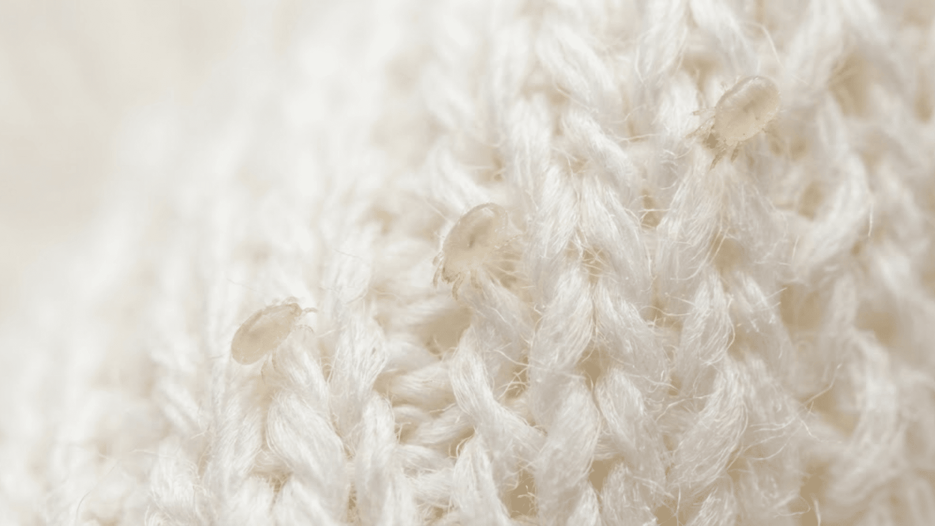 microscopic dust mites barely visible on white cotton fabric much smaller than bed bugs