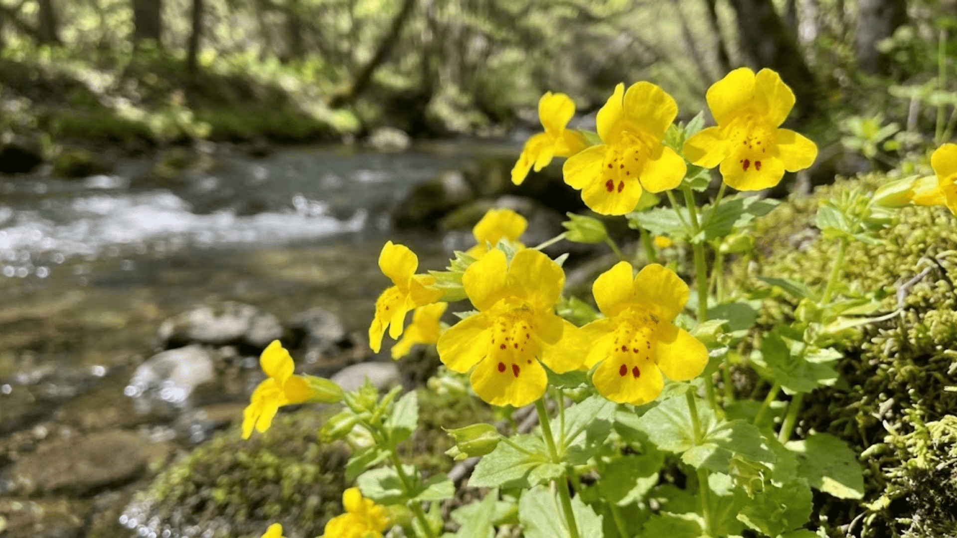 monkey flower