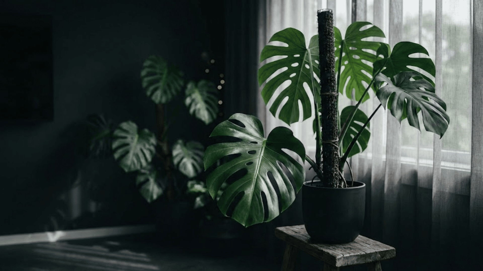 monstera plant care guide light water soil and more