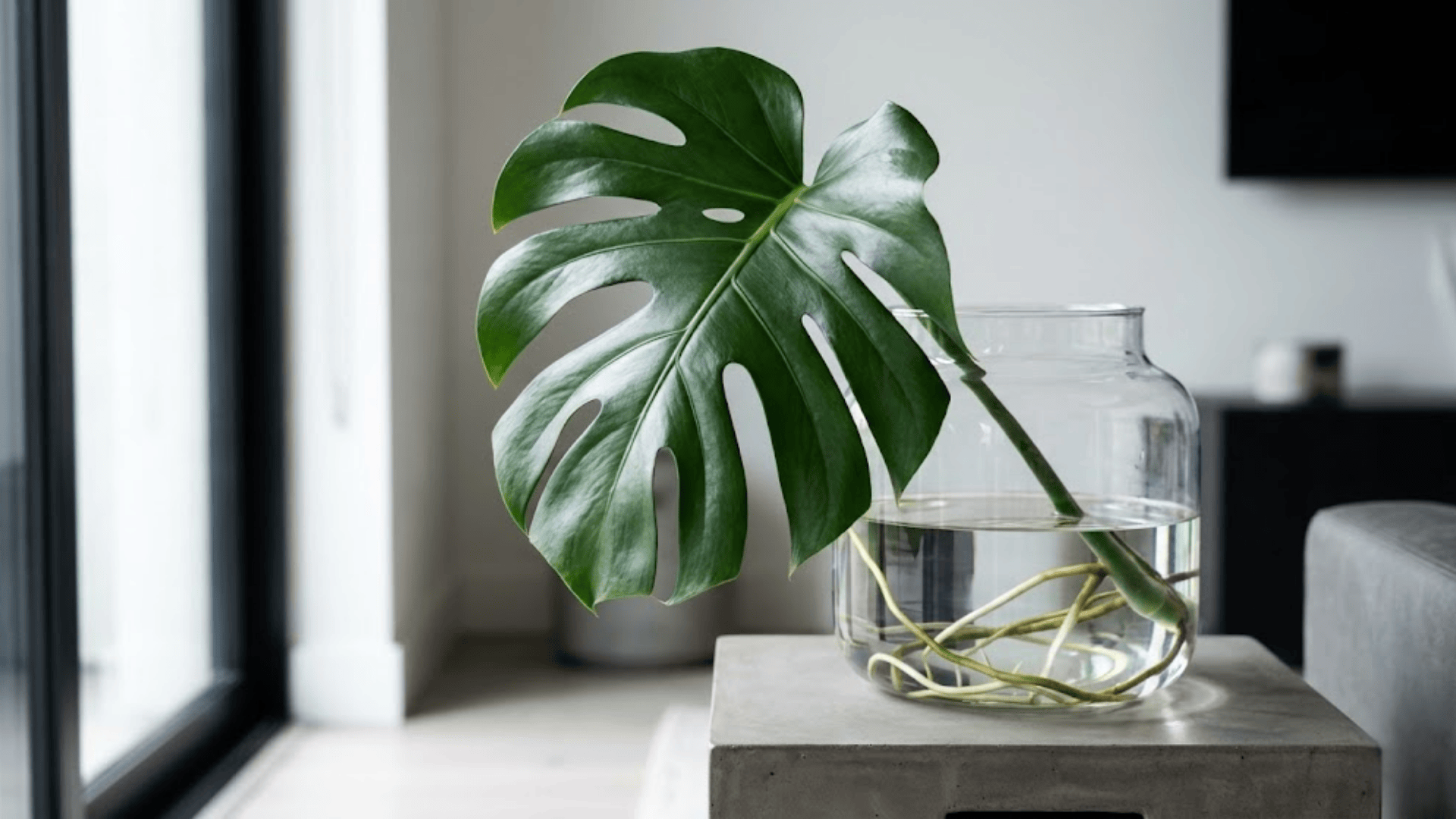 monstera