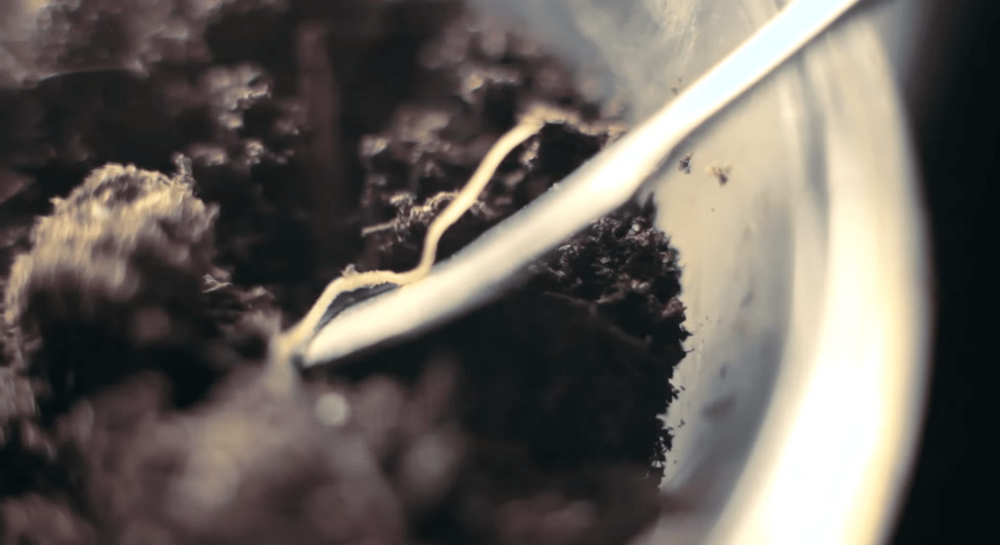 move sprouts to soil