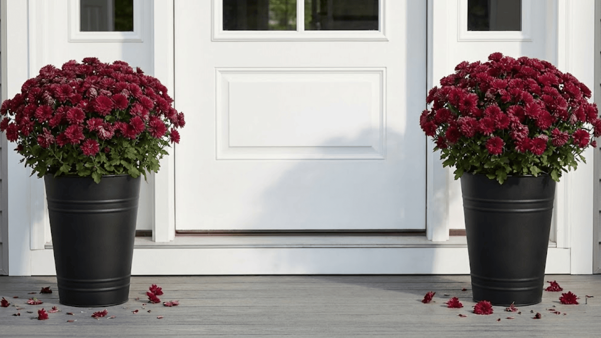 mums in slim or tall containers