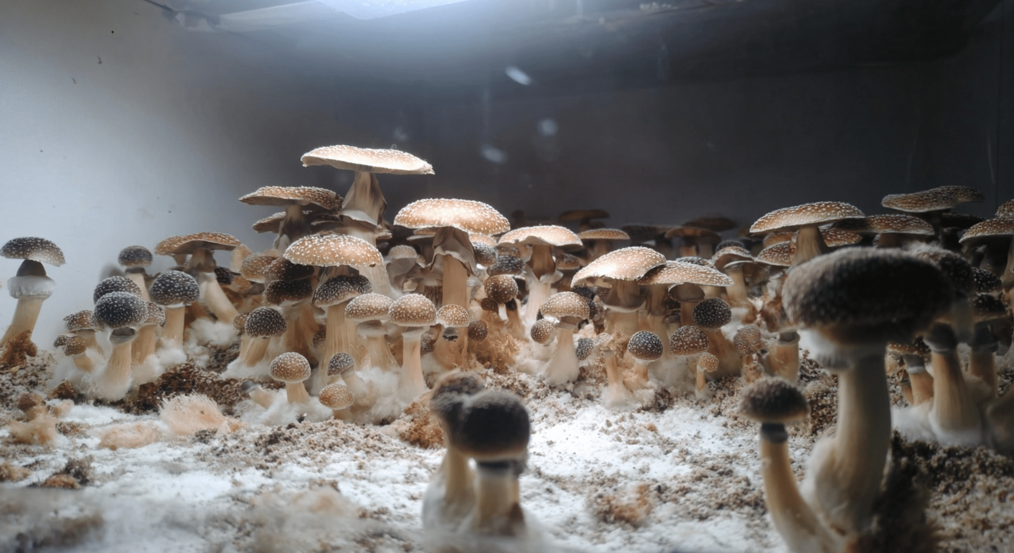 mushrooms you should avoid as a beginner