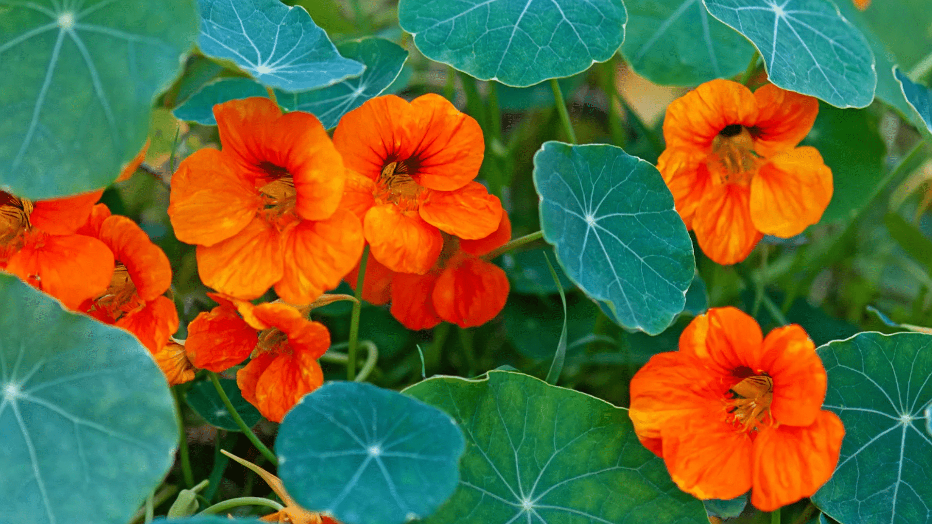 nasturtium