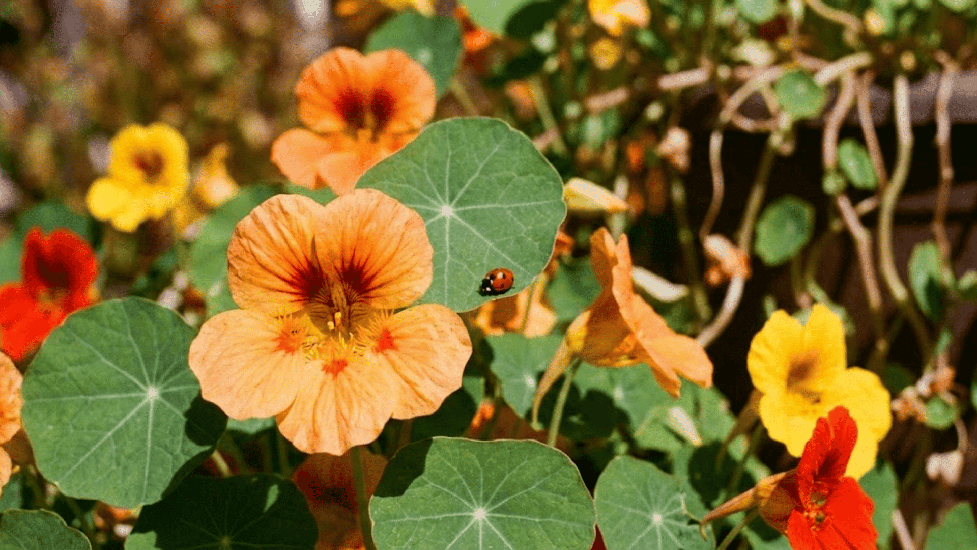 nasturtiums