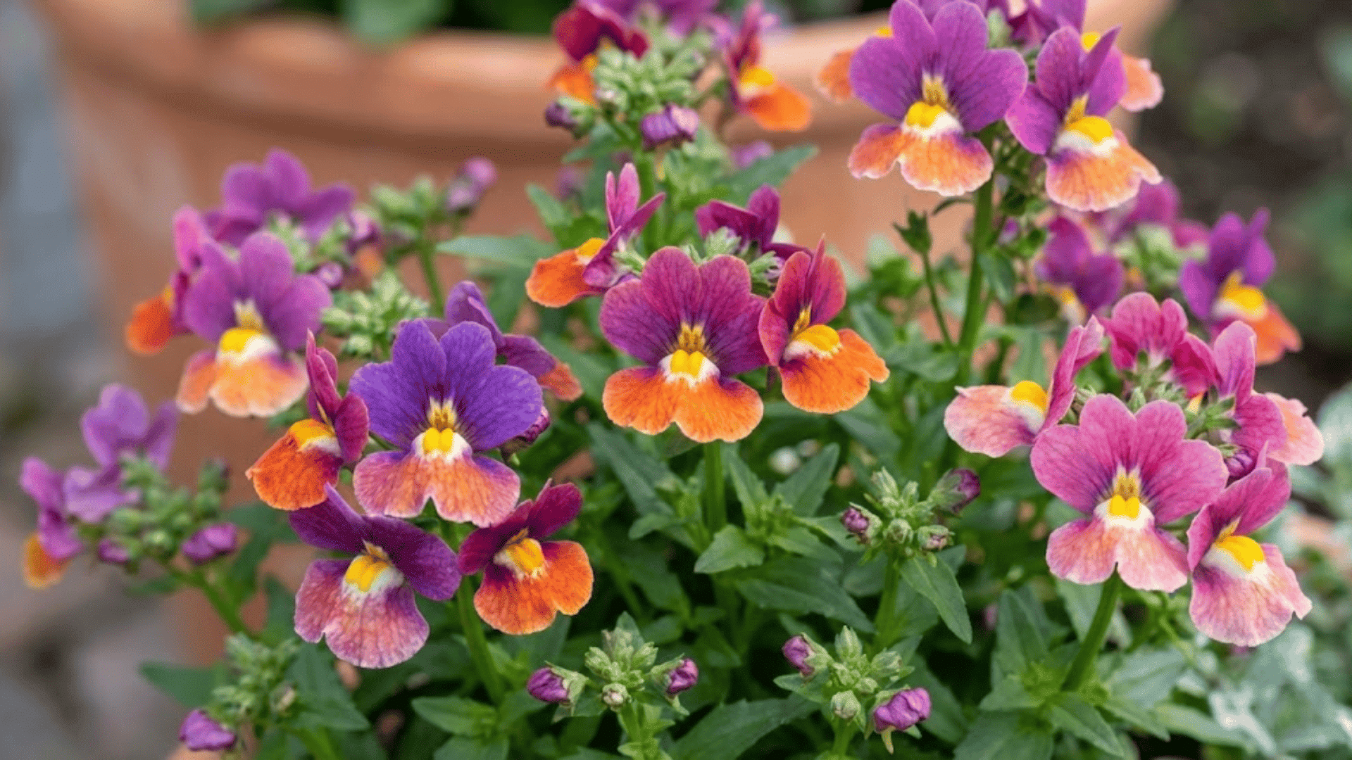 nemesia