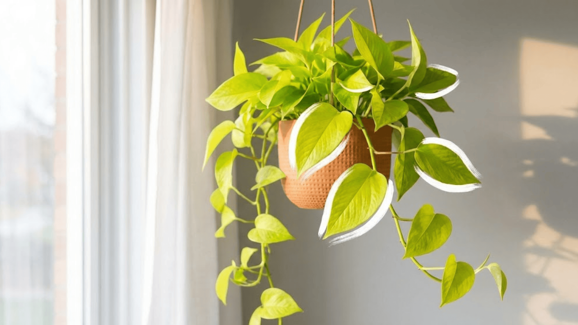 neon pothos