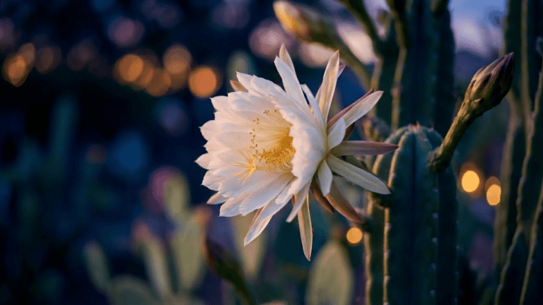 Night Blooming Cereus Care Tips for Healthy, Big Blooms