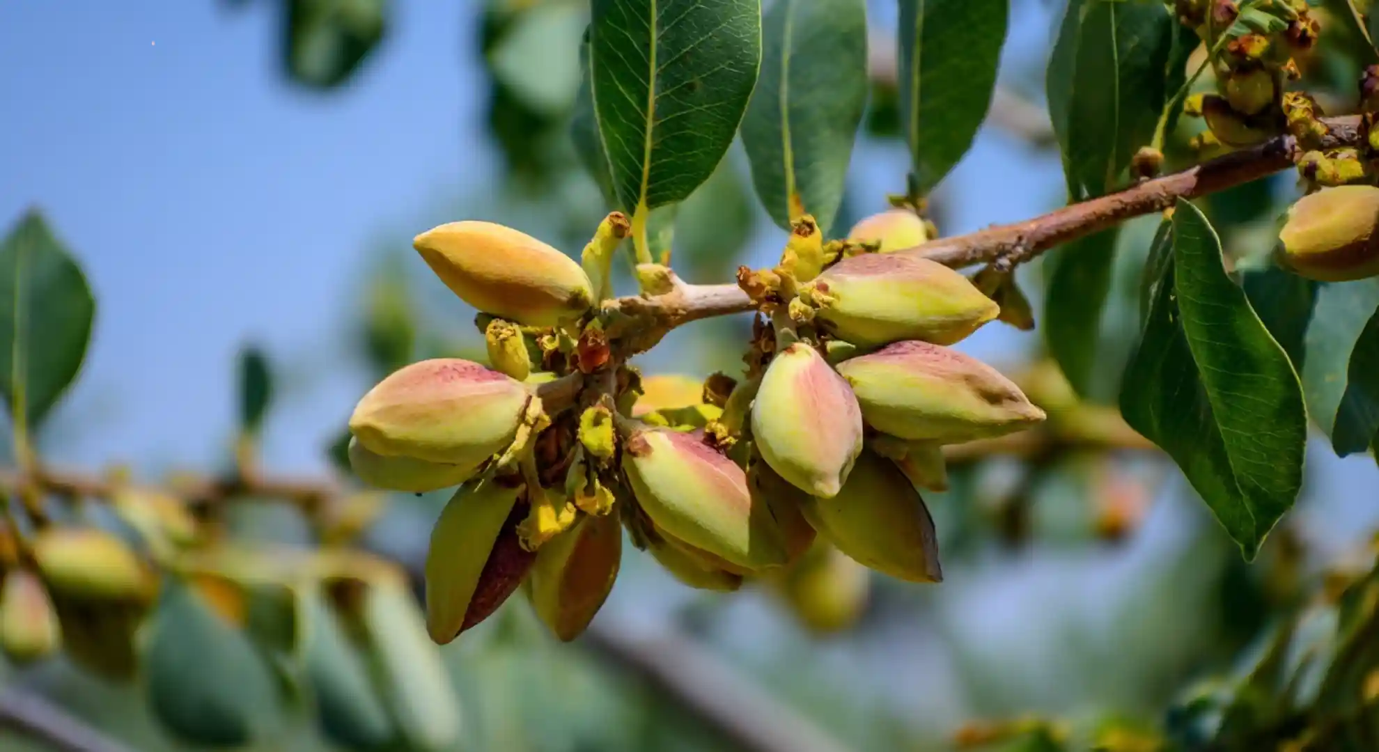 pistachio nuts growing in clusters on branches during summer development stage