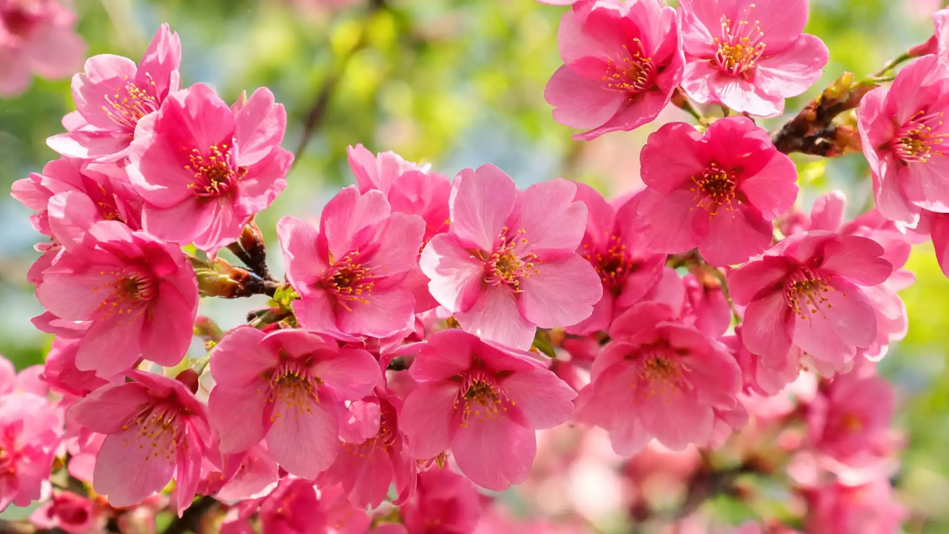 vibrant pink okame cherry blossoms with golden stamens blooming on branches