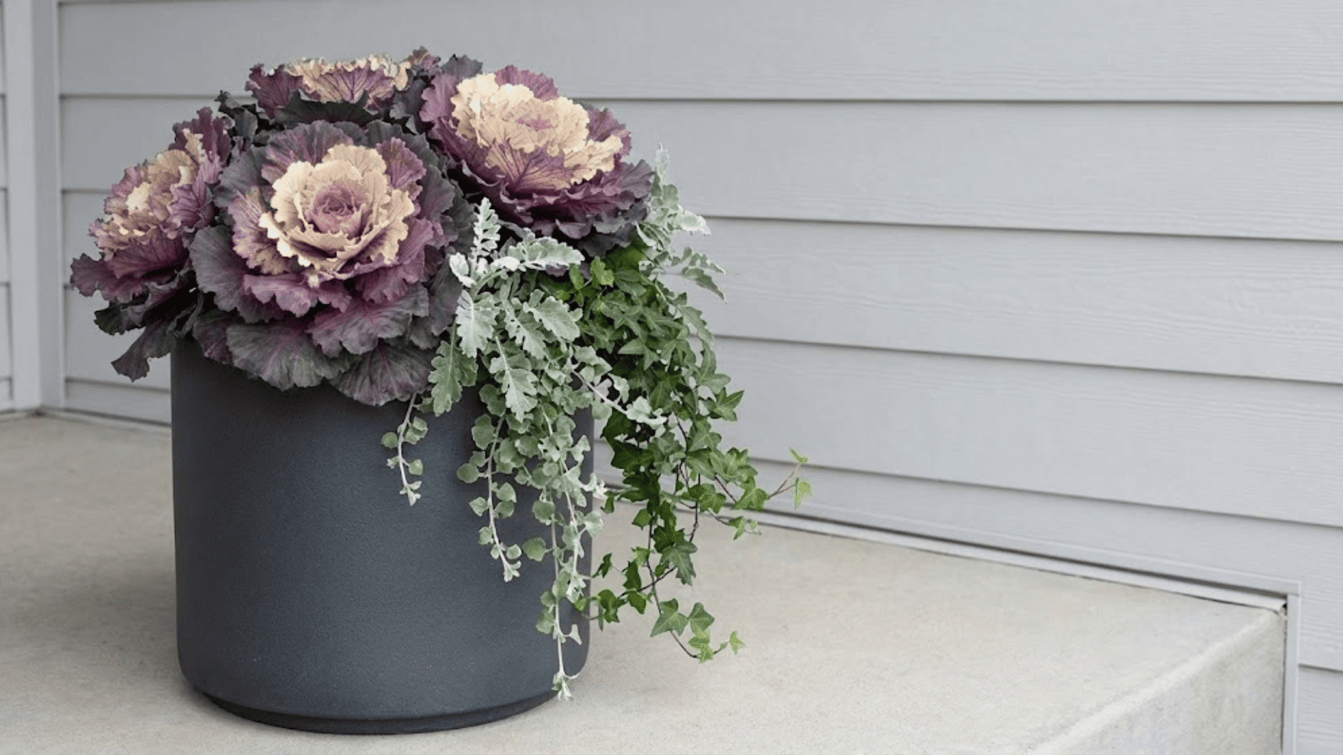 ornamental kale fall greens