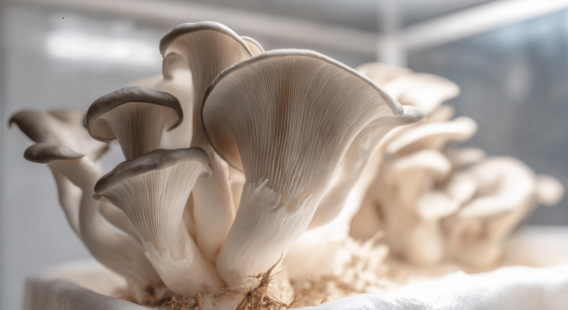 oyster mushrooms