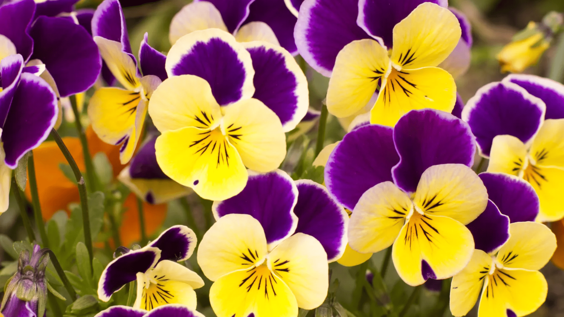 pansy