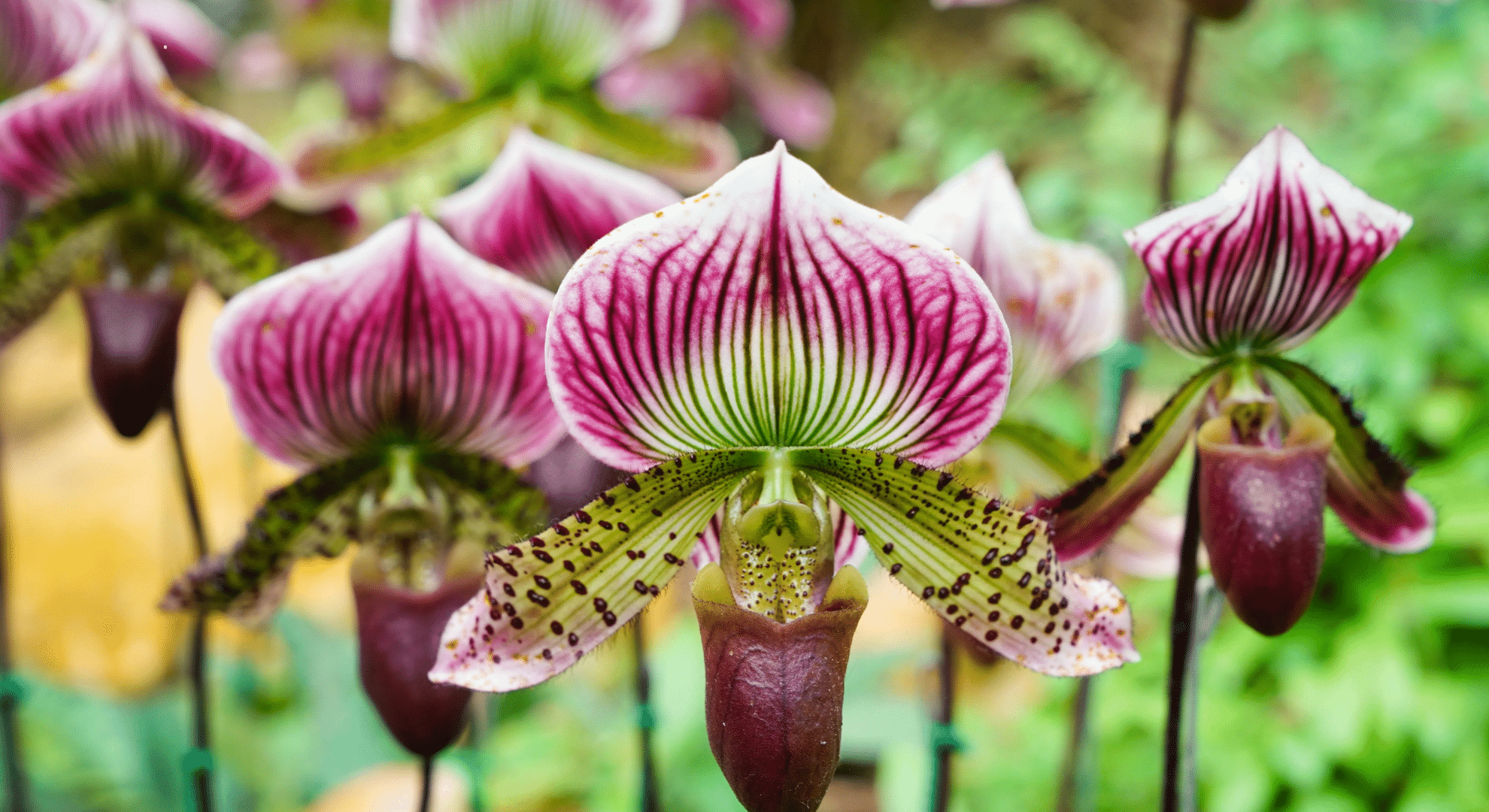 paphiopedilum slipper orchids