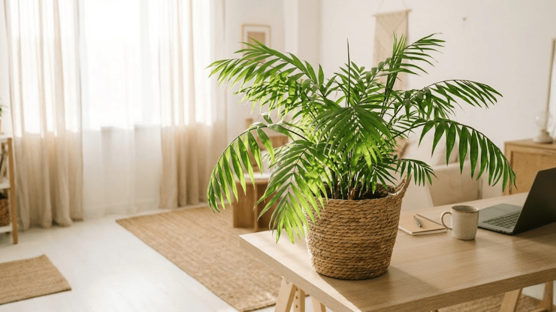 parlor palm