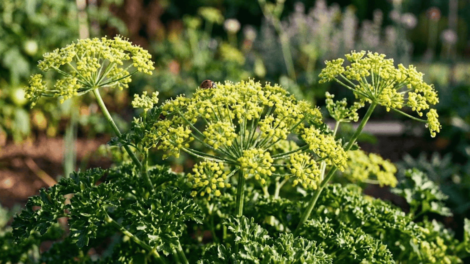 parsley