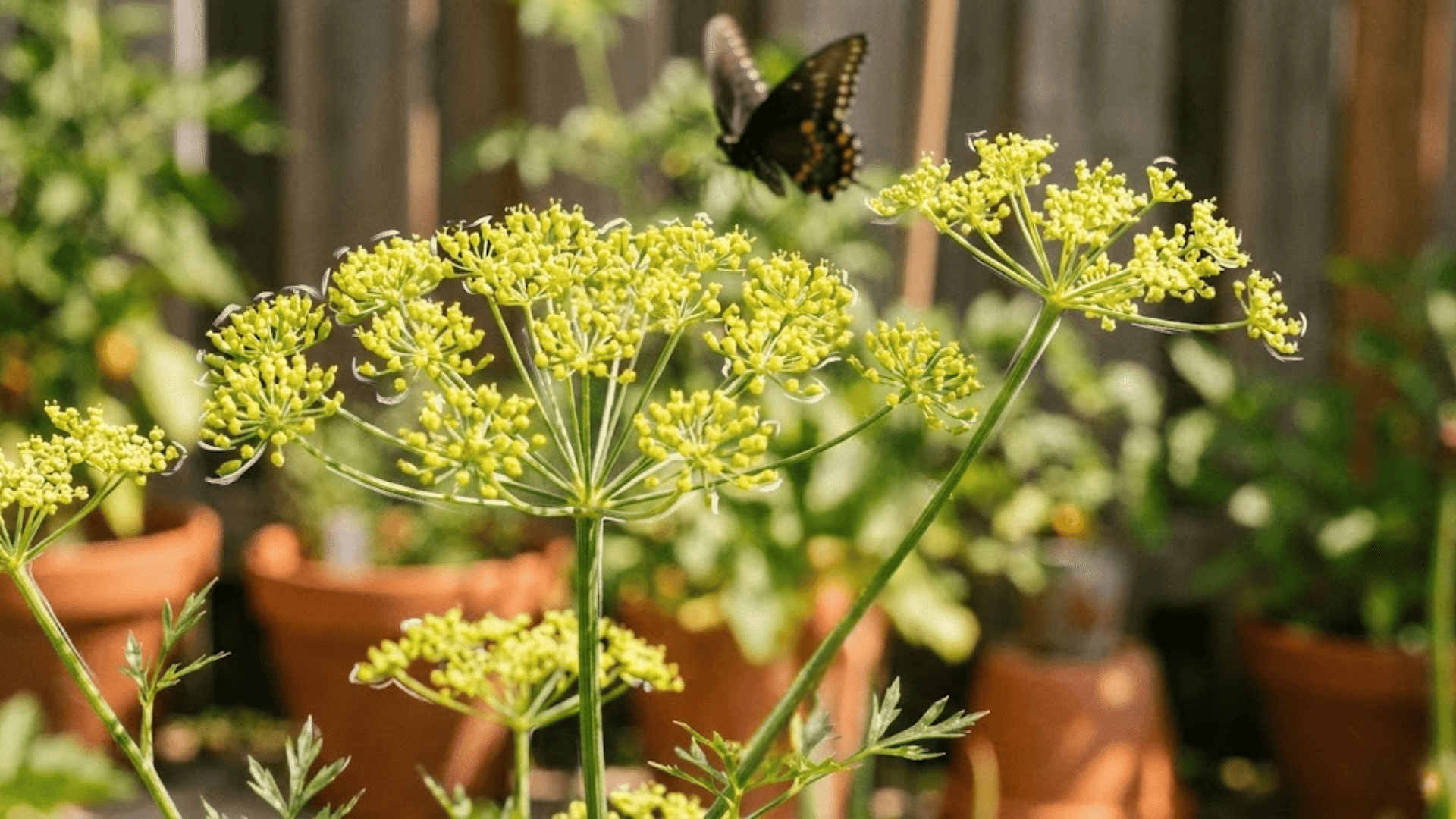 parsley