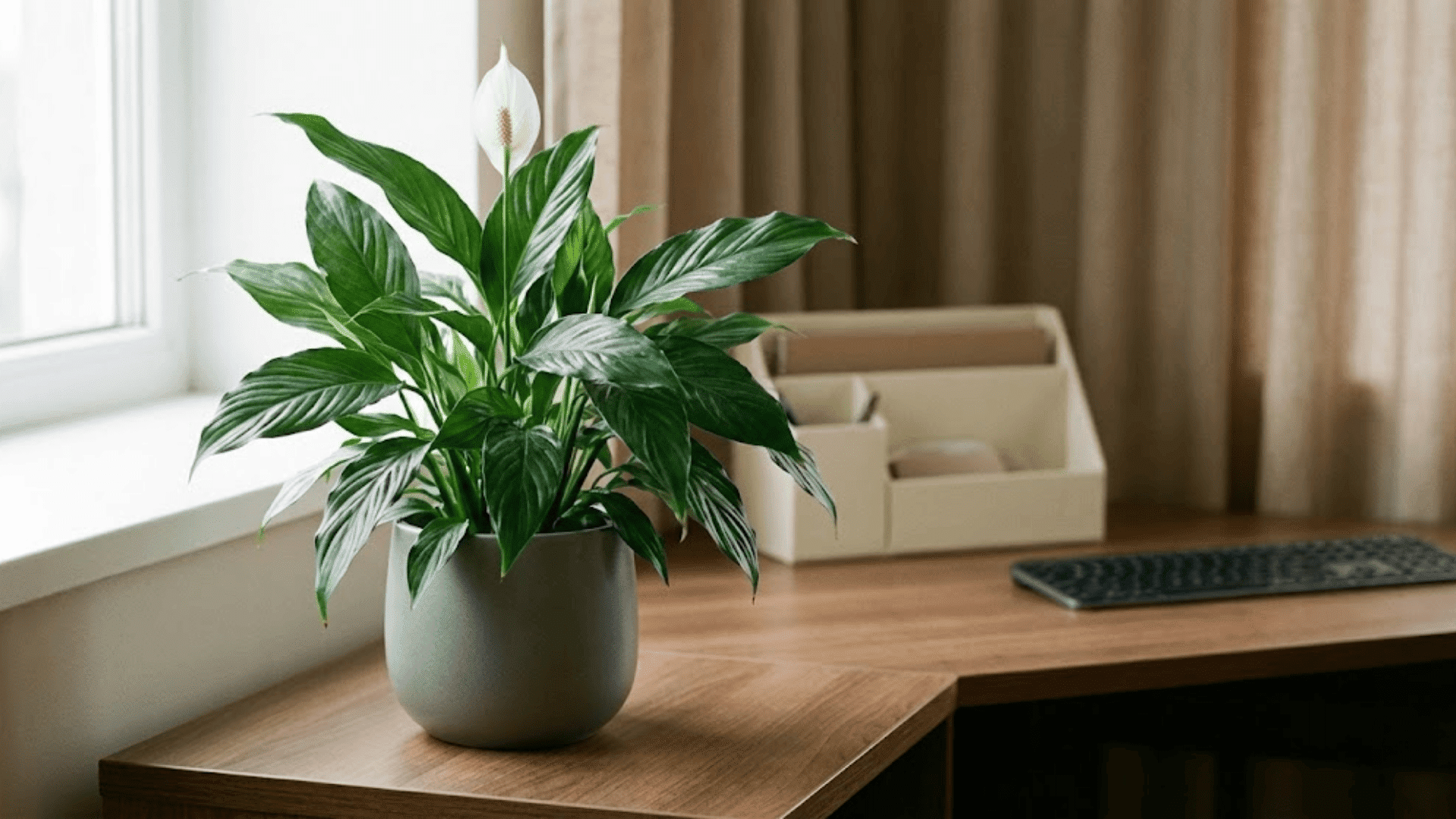 peace lily