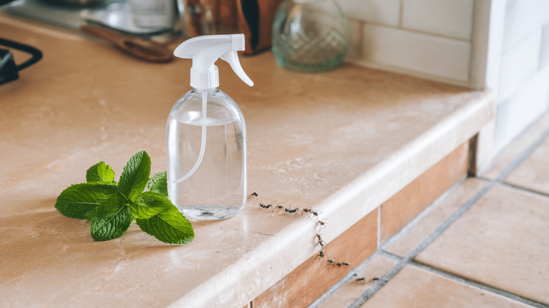 peppermint spray for ants and spiders