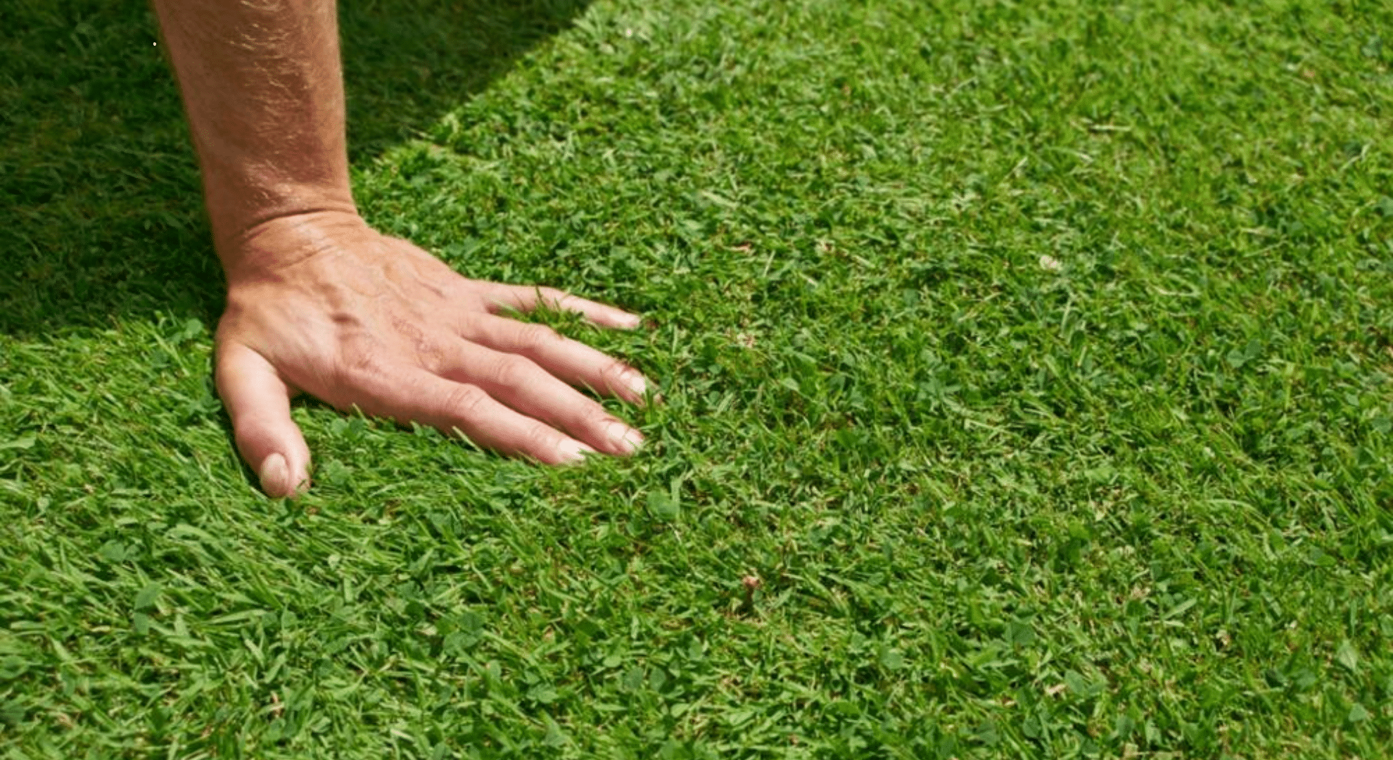 perennial ryegrass