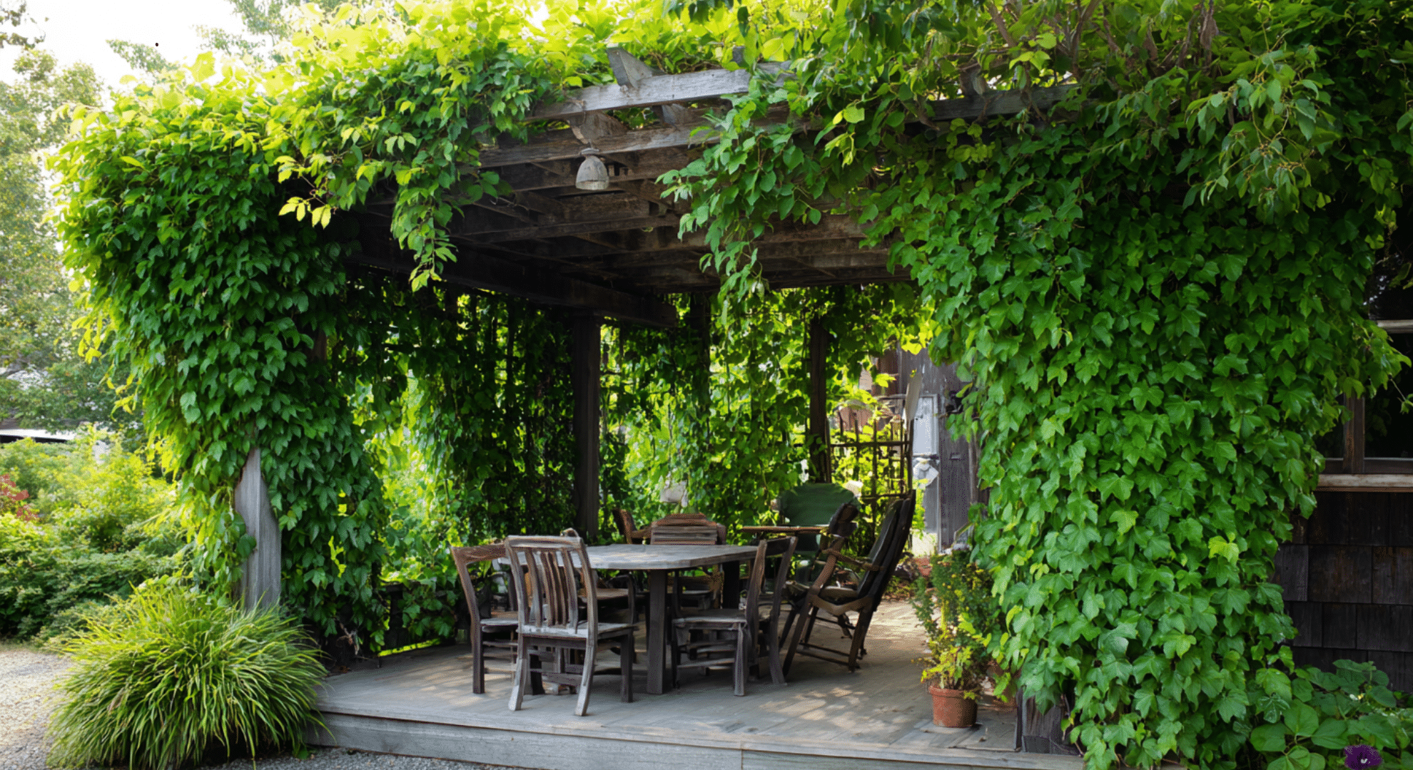 pergola with climbing vines