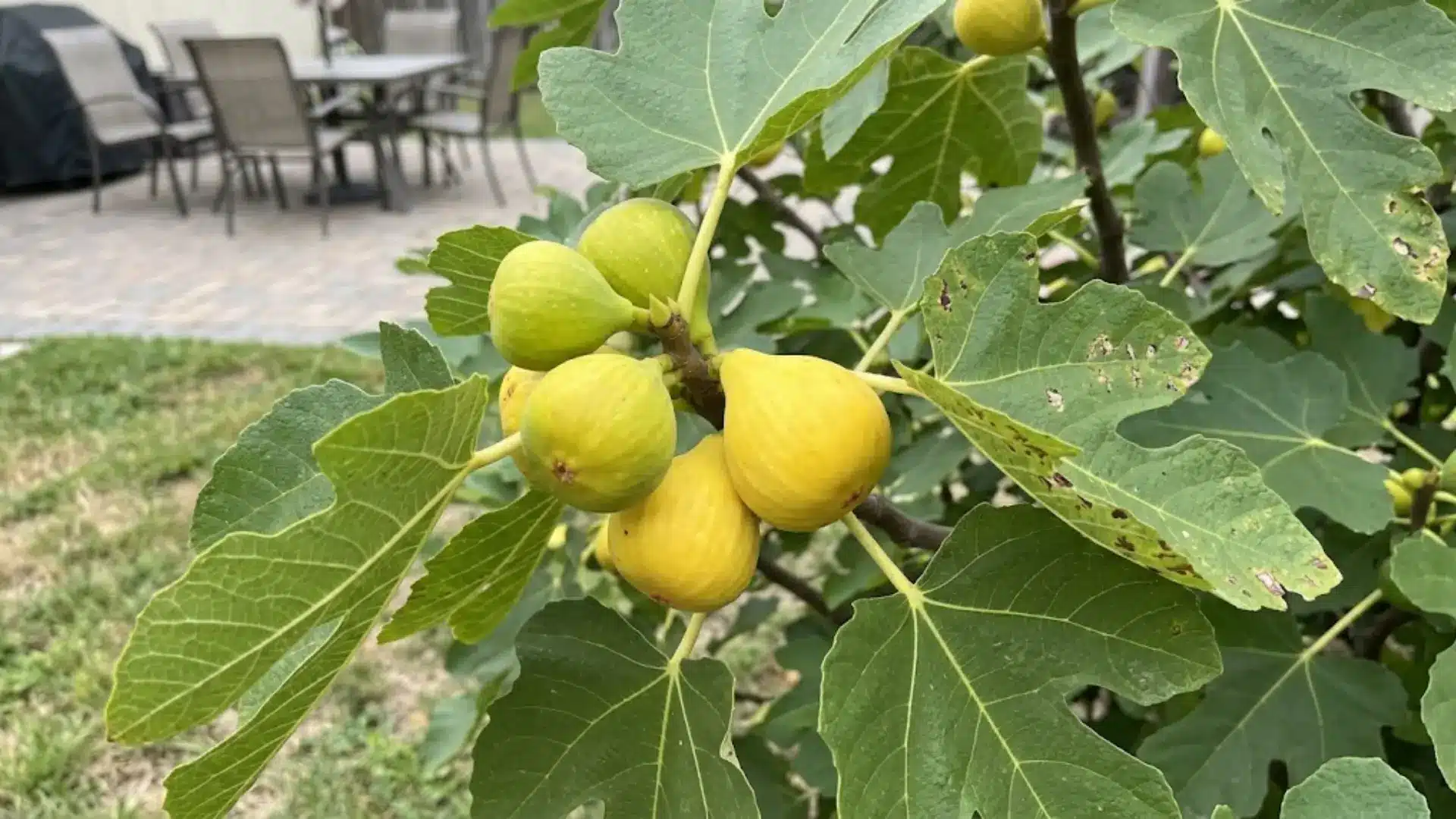 yellow peters honey figs on a branch in a garden