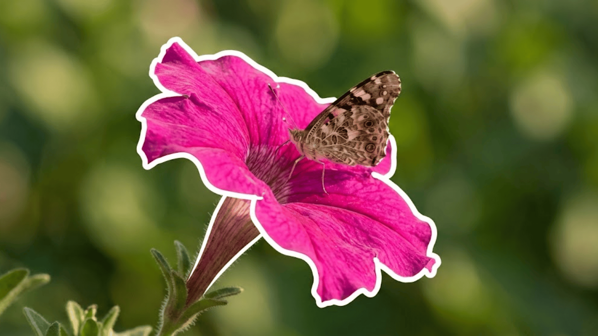 petunia