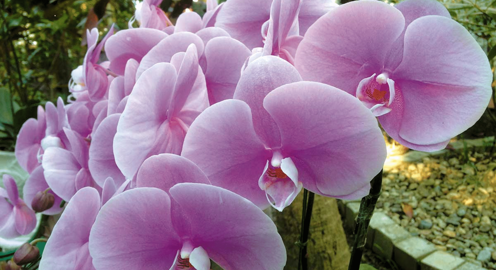 phalaenopsis moth orchids