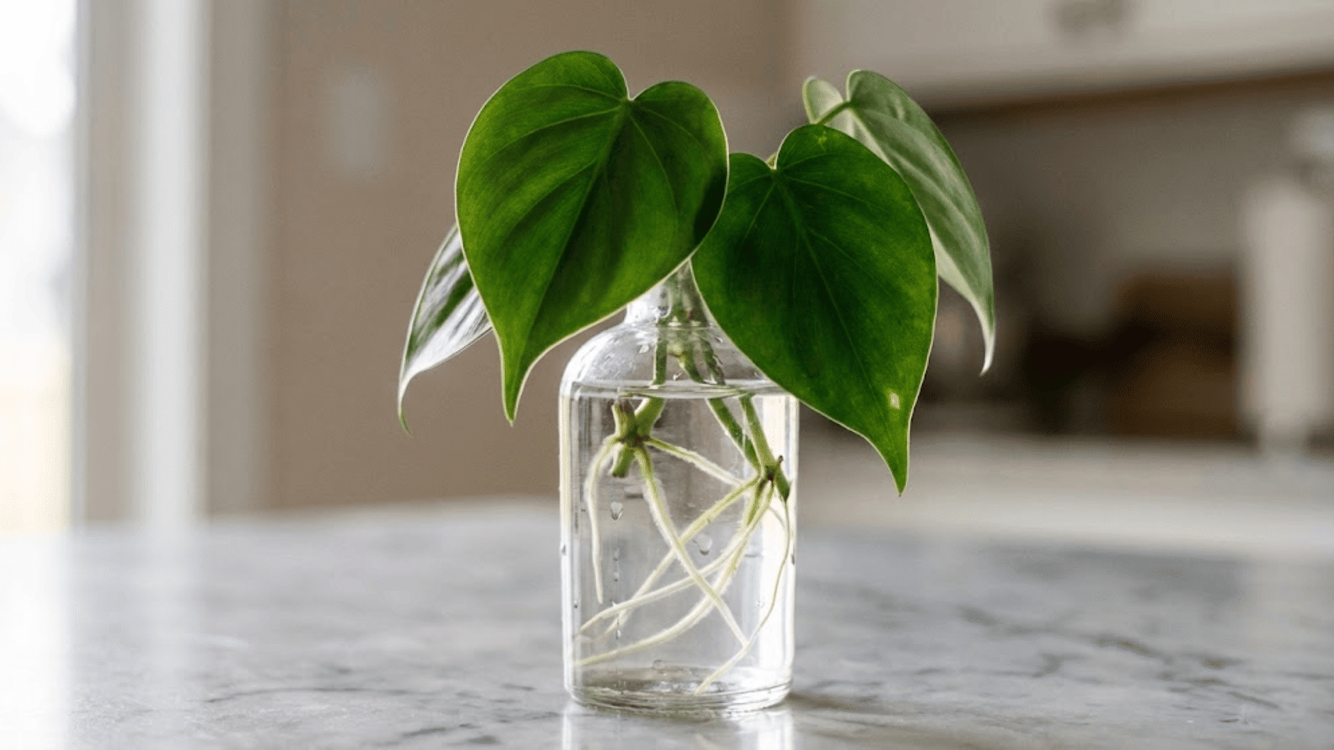 philodendron
