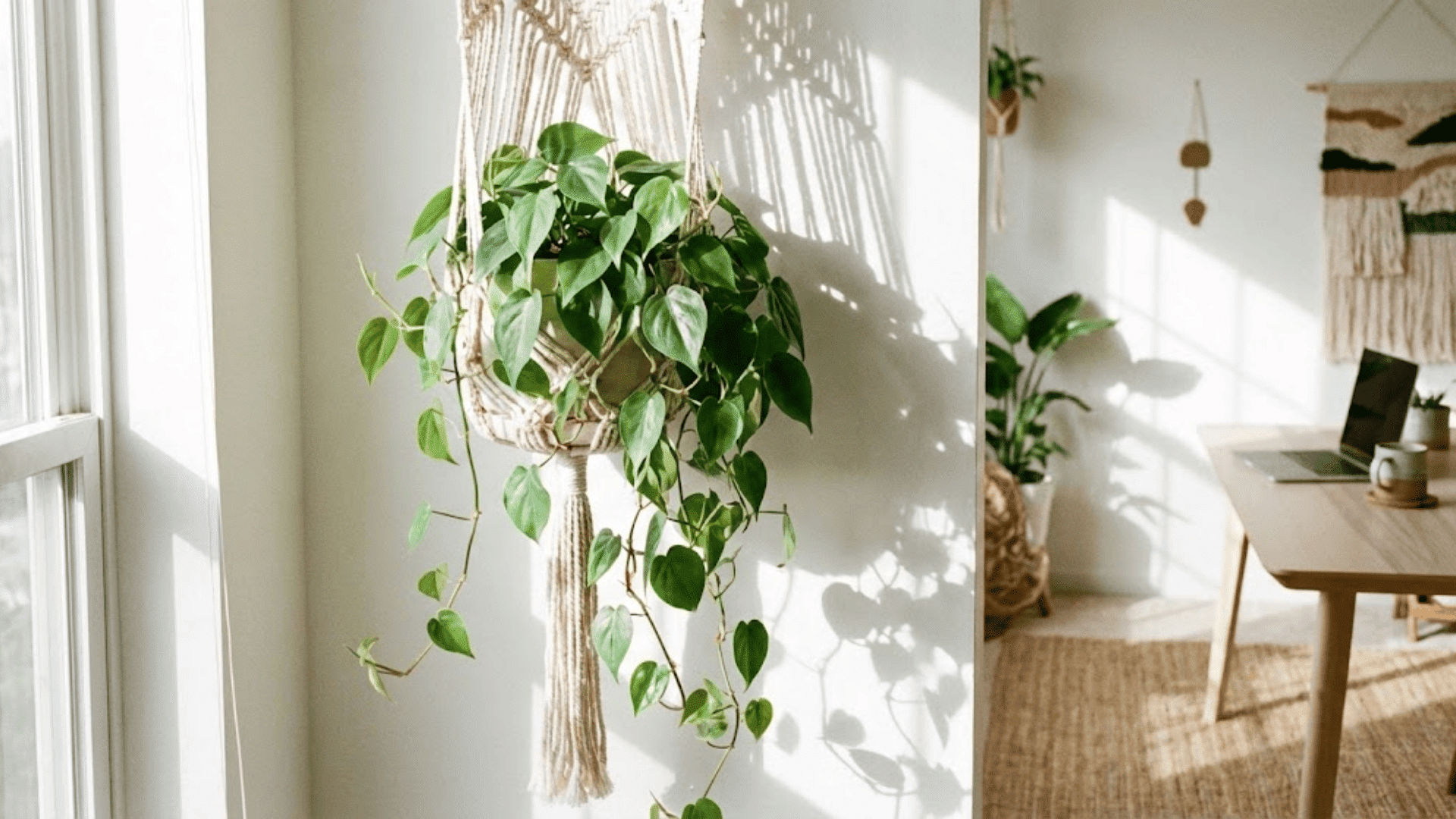philodendron heartleaf