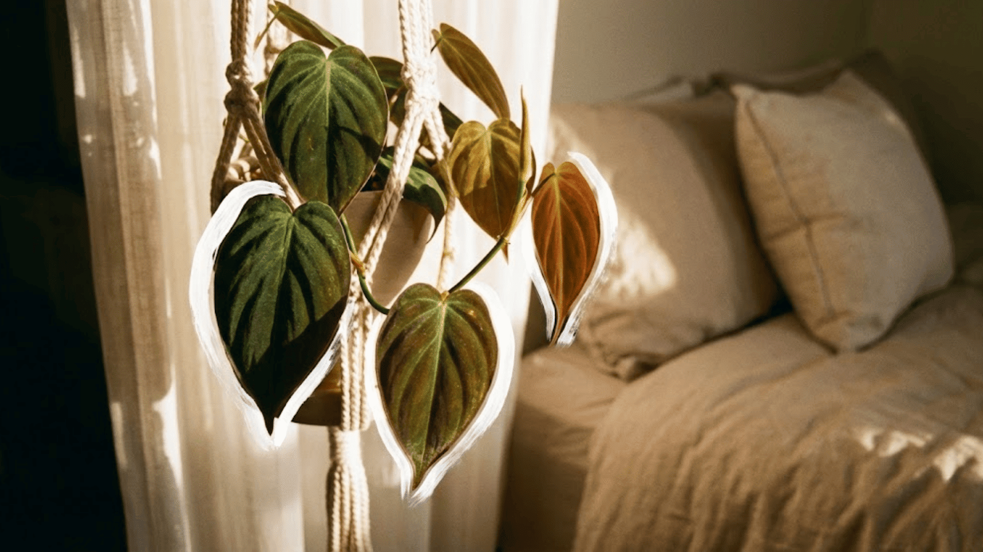 philodendron micans