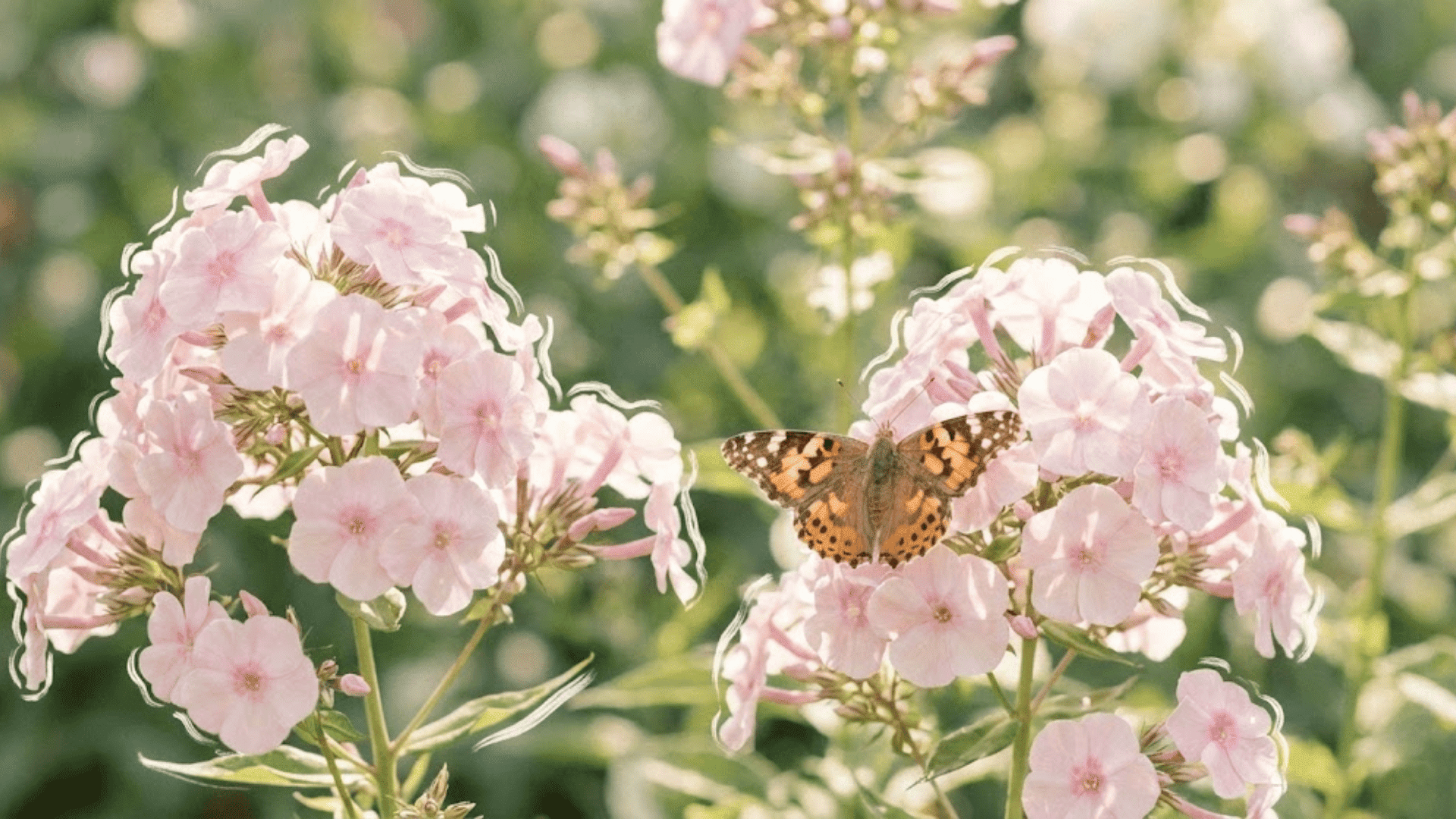 phlox