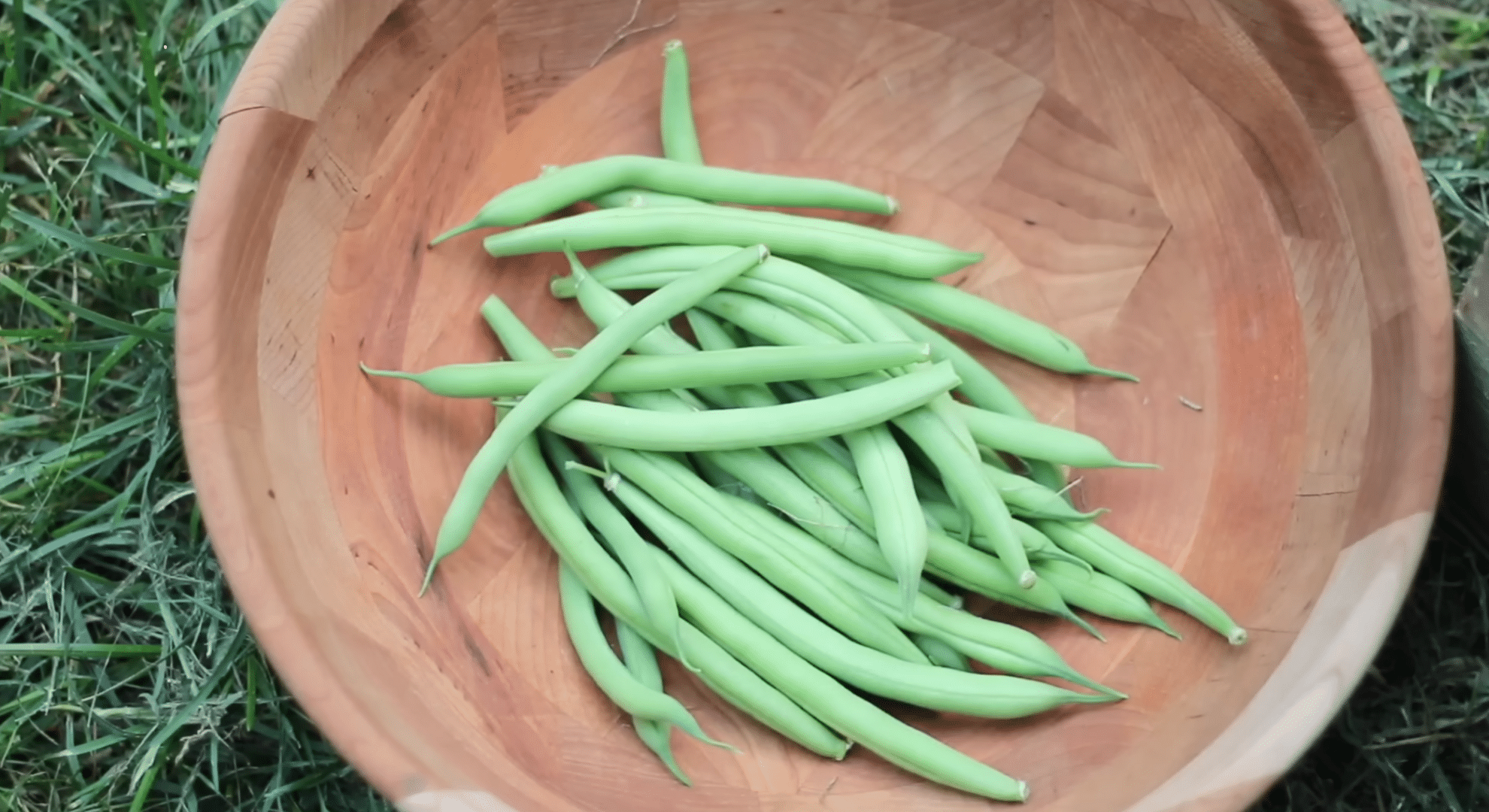 pick beans often and leave roots in soil