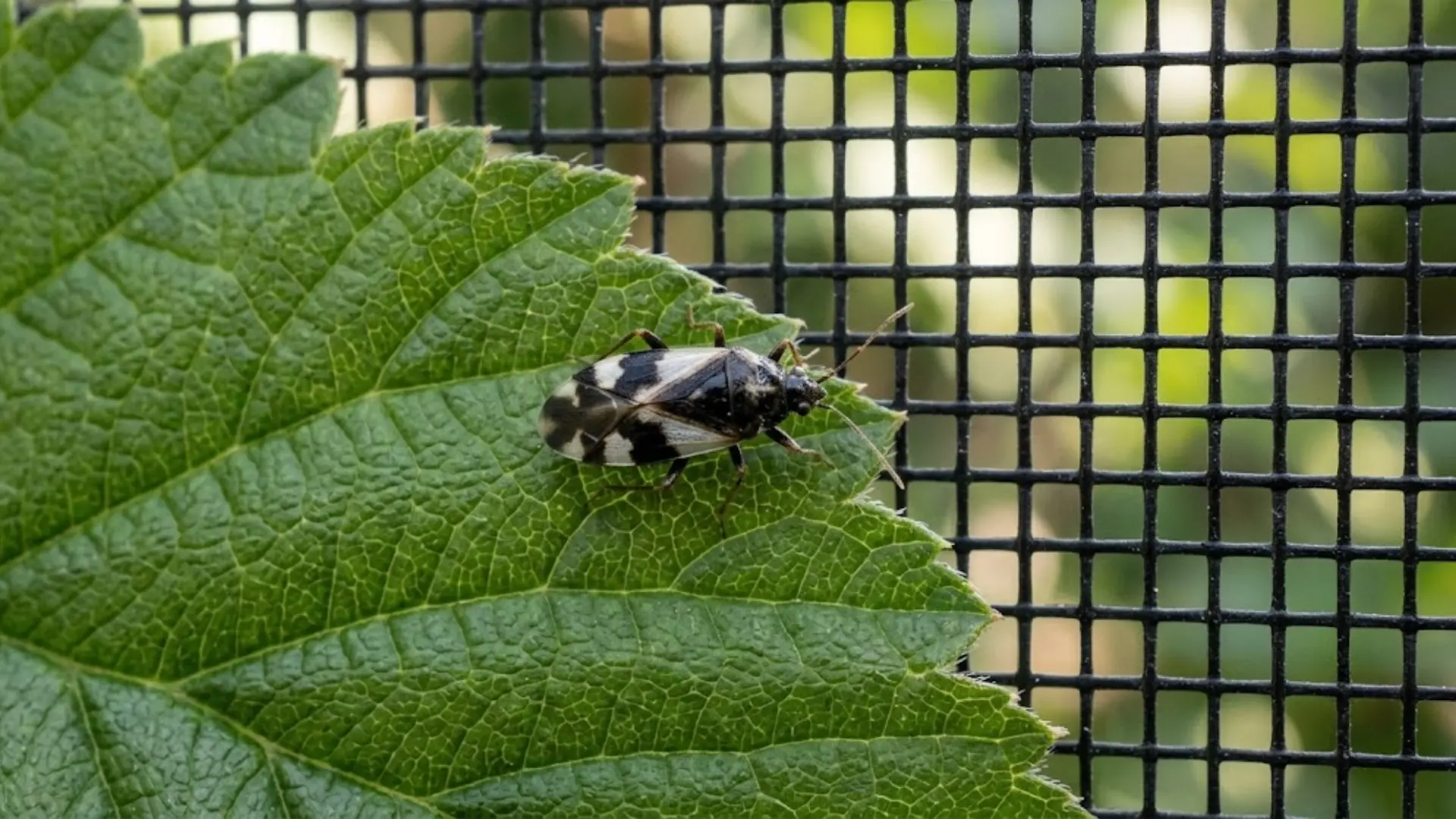 photo of a minute pirate bug resting on a garden leaf