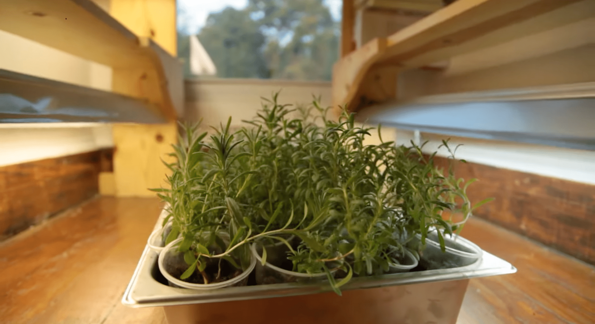 plant them outside the right way