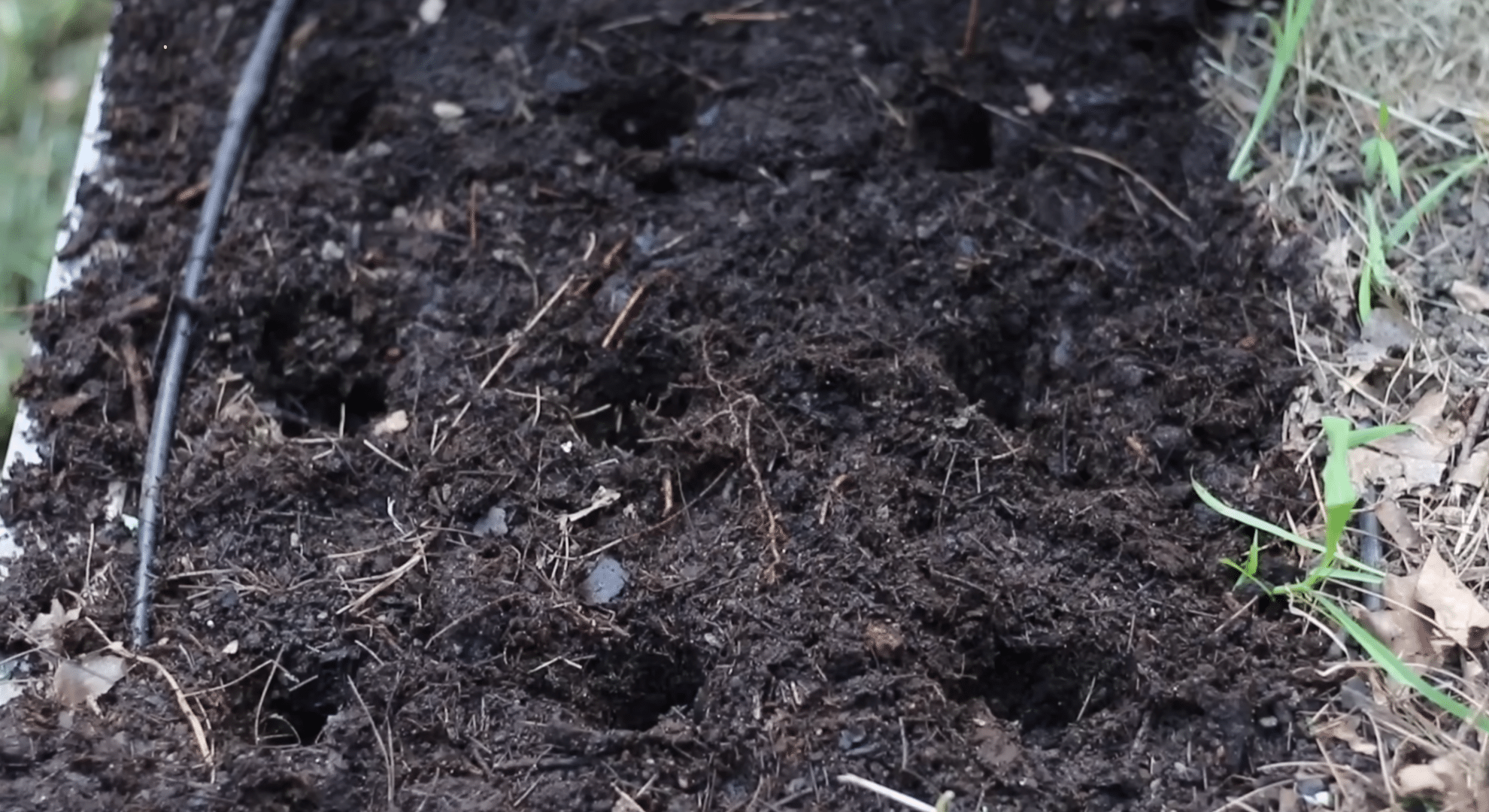 plant using the square foot method