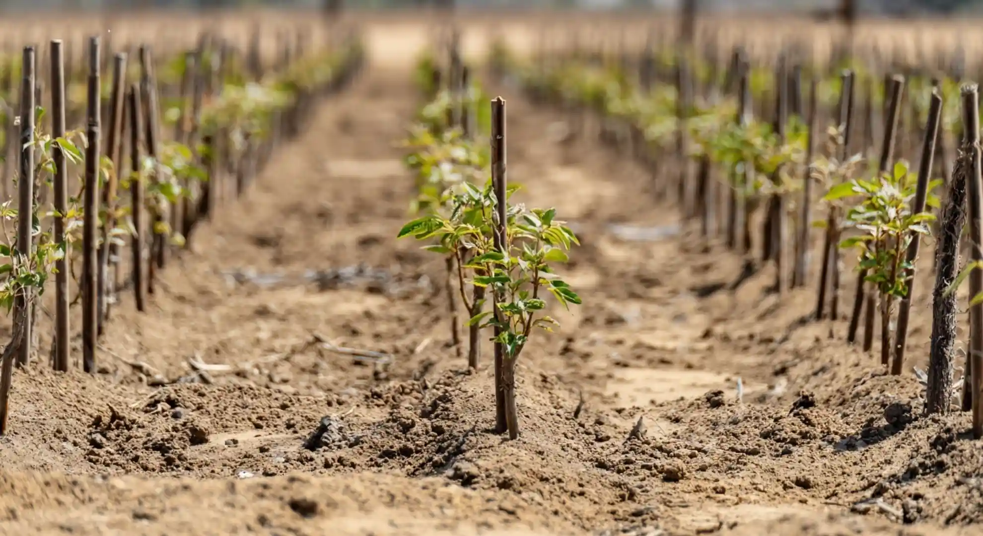 young pistachio trees growing in rows during early development in a farm field