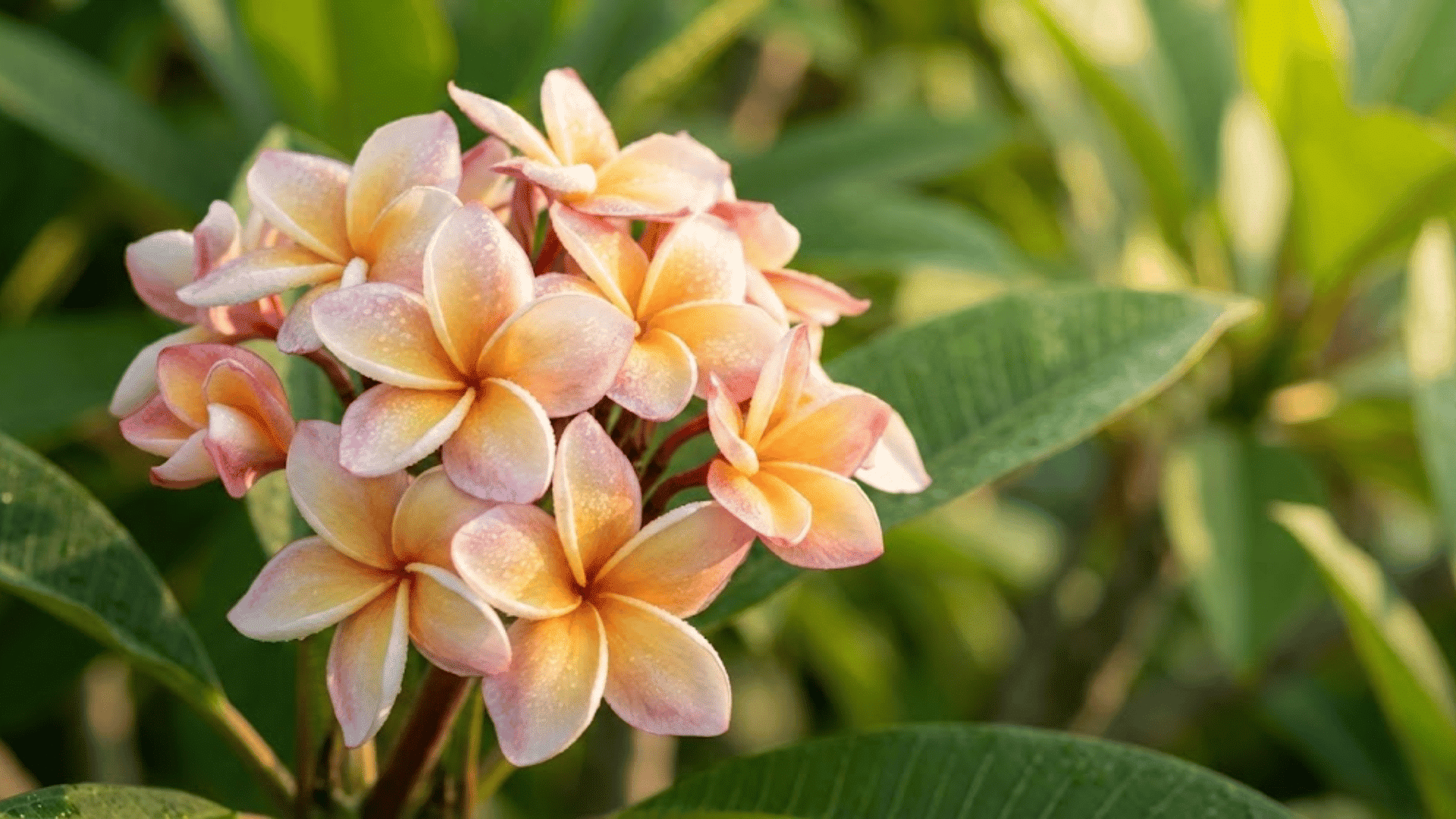 Plumeria Plant Care: How to Grow and Care for Plumeria