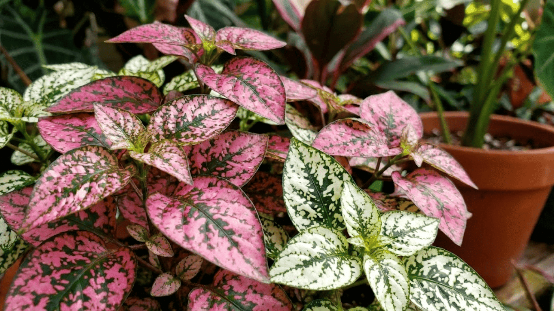 polka dot plant