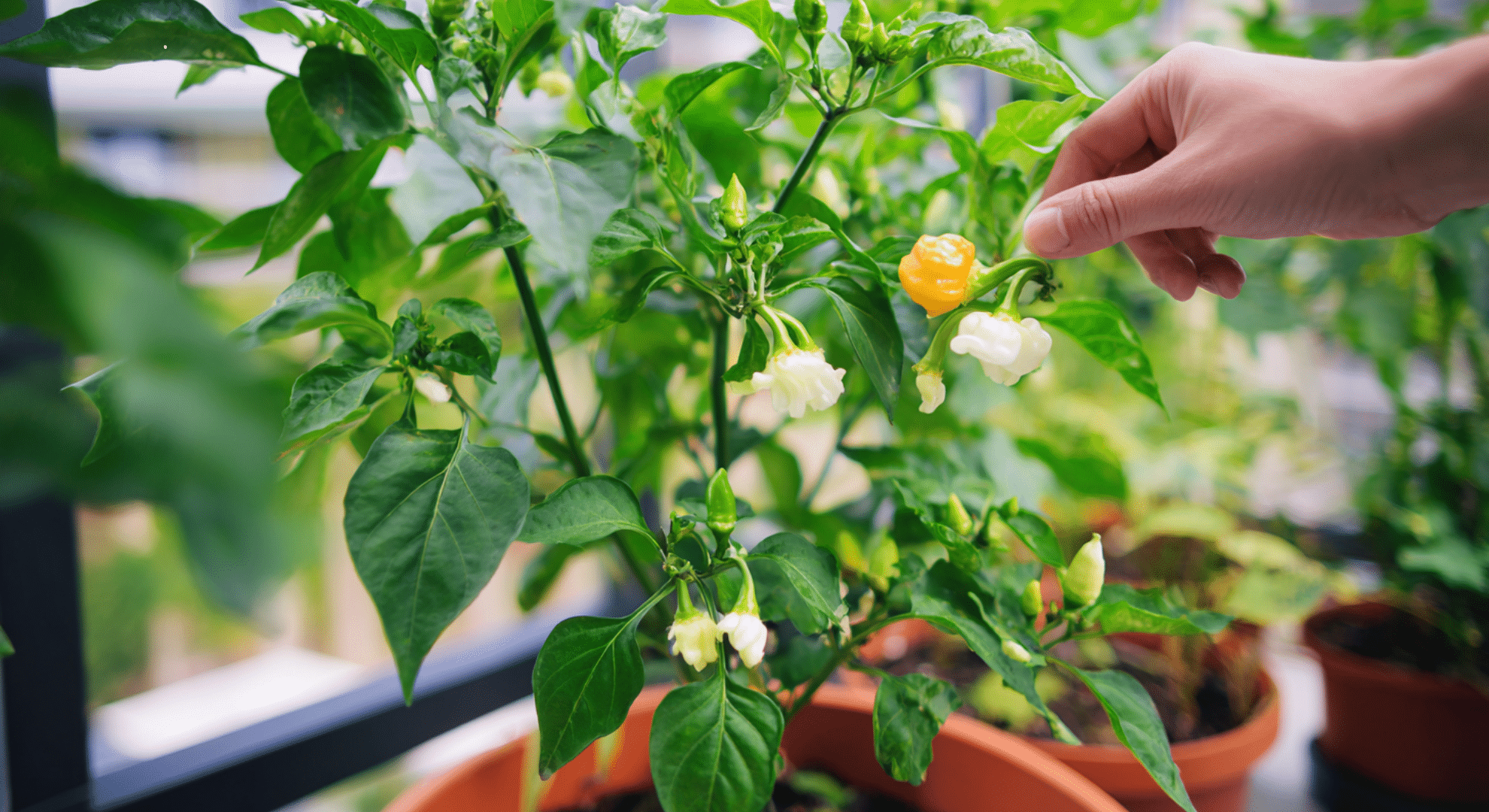 pollination and fruit set in containers