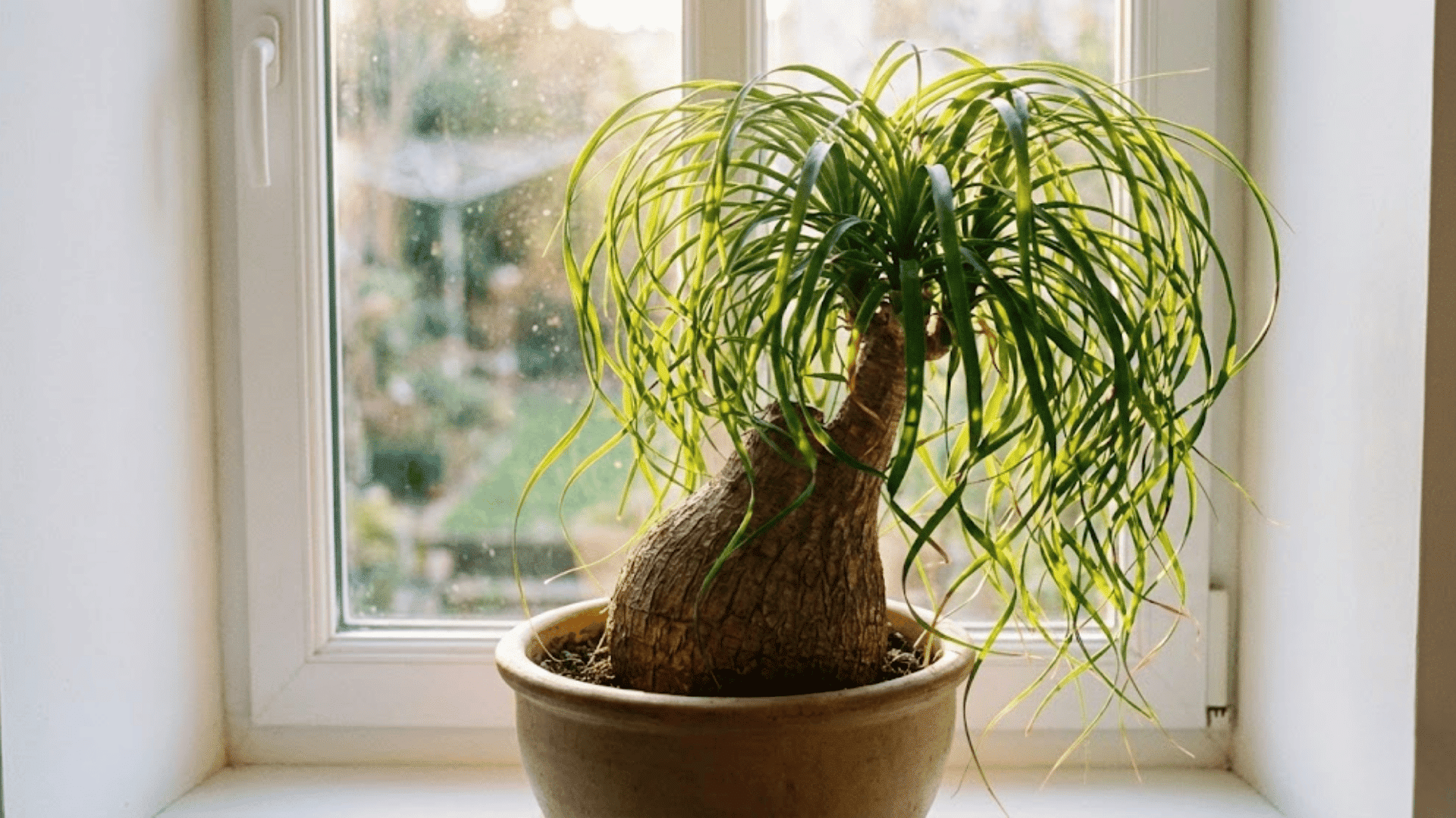 ponytail palm