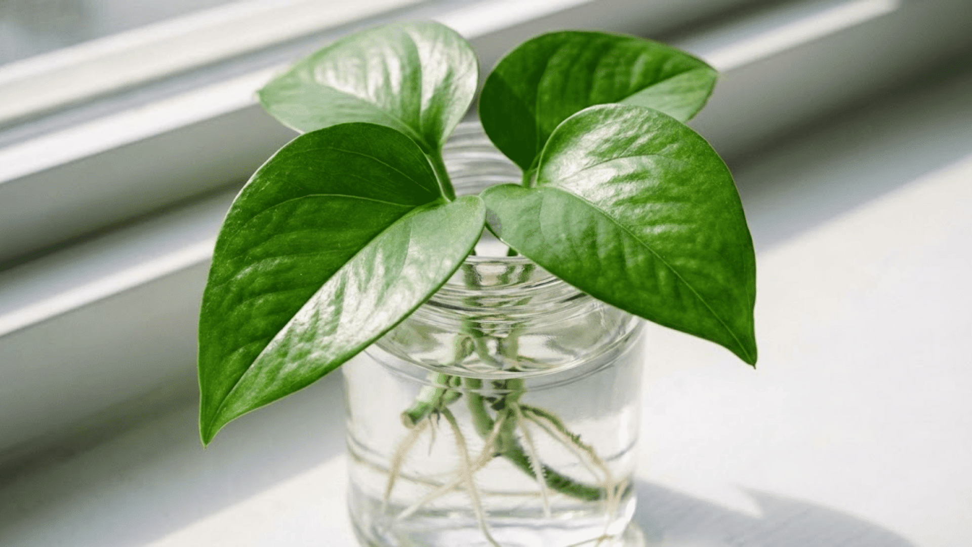 pothos