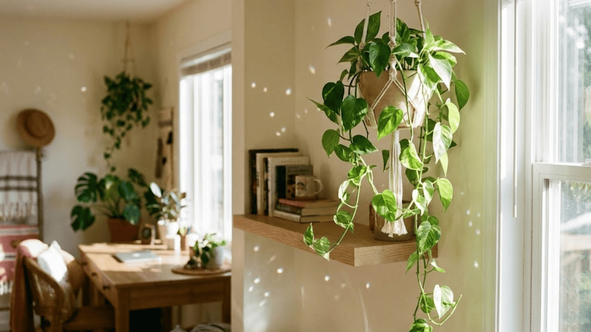 pothos