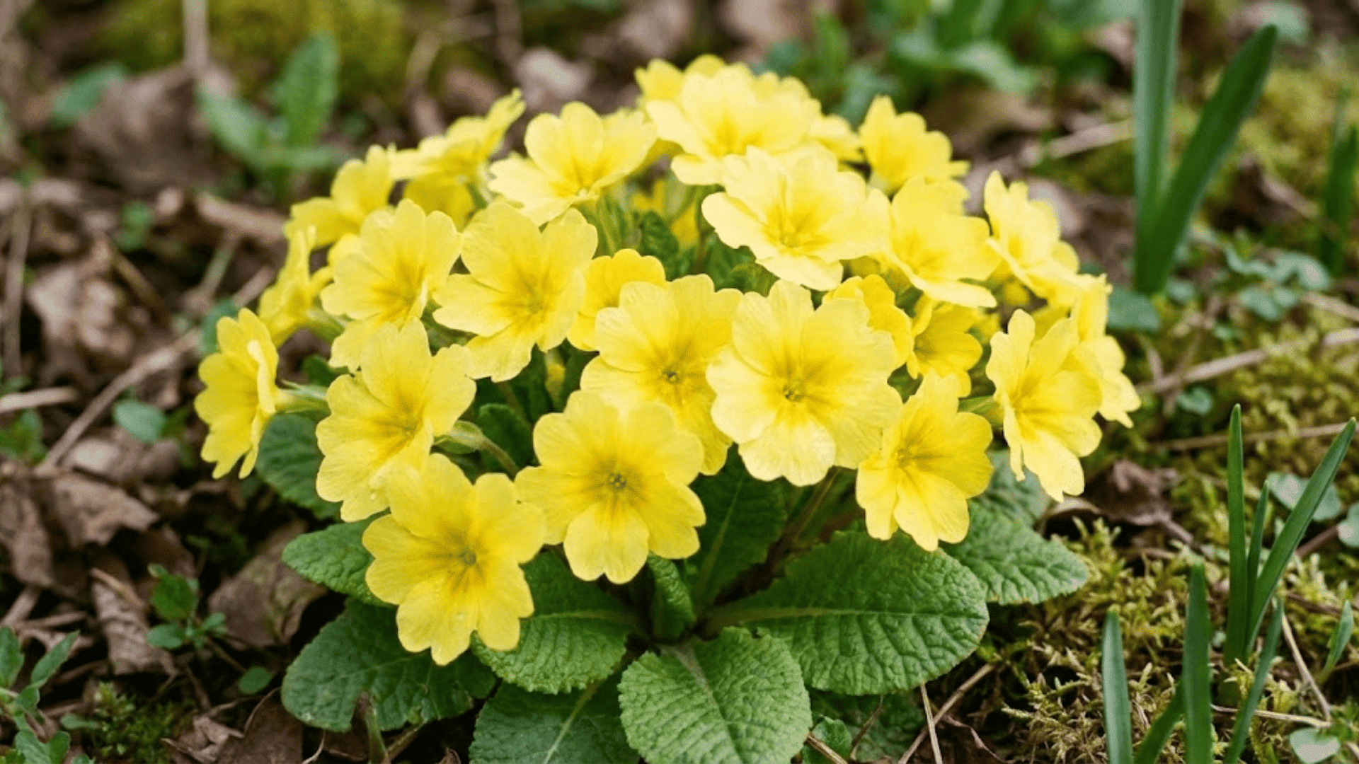 primrose