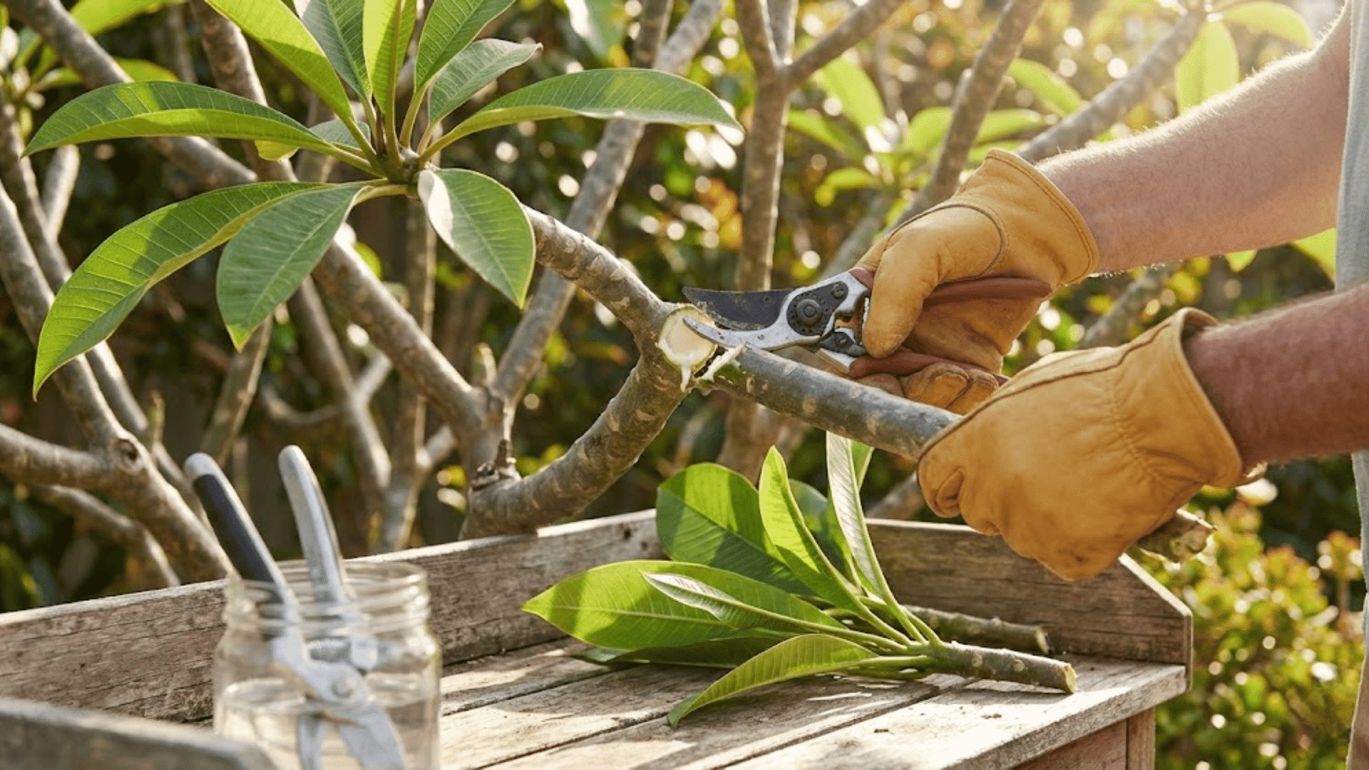 Pruning and Shaping Your Plumeria