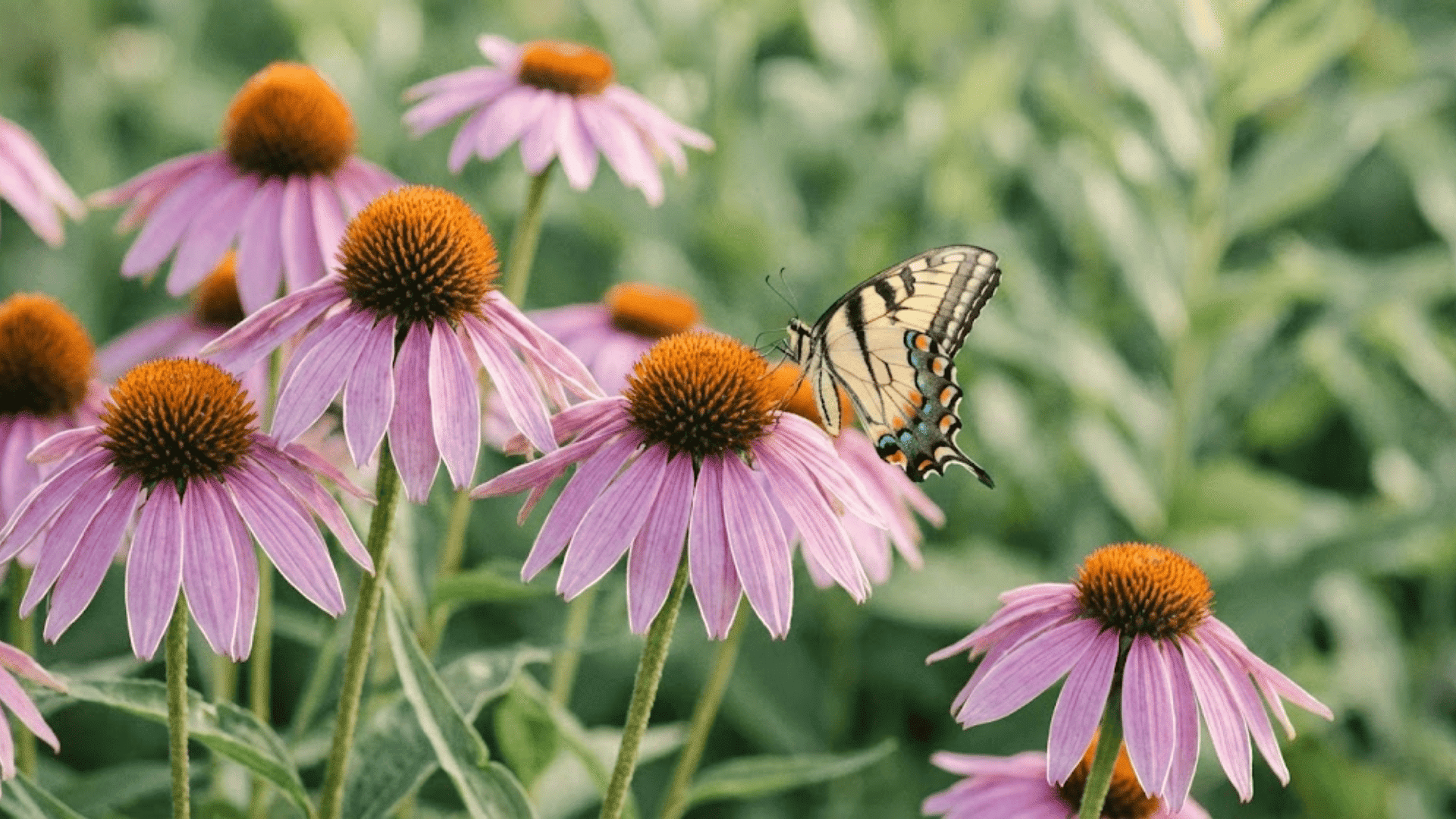 purple coneflower