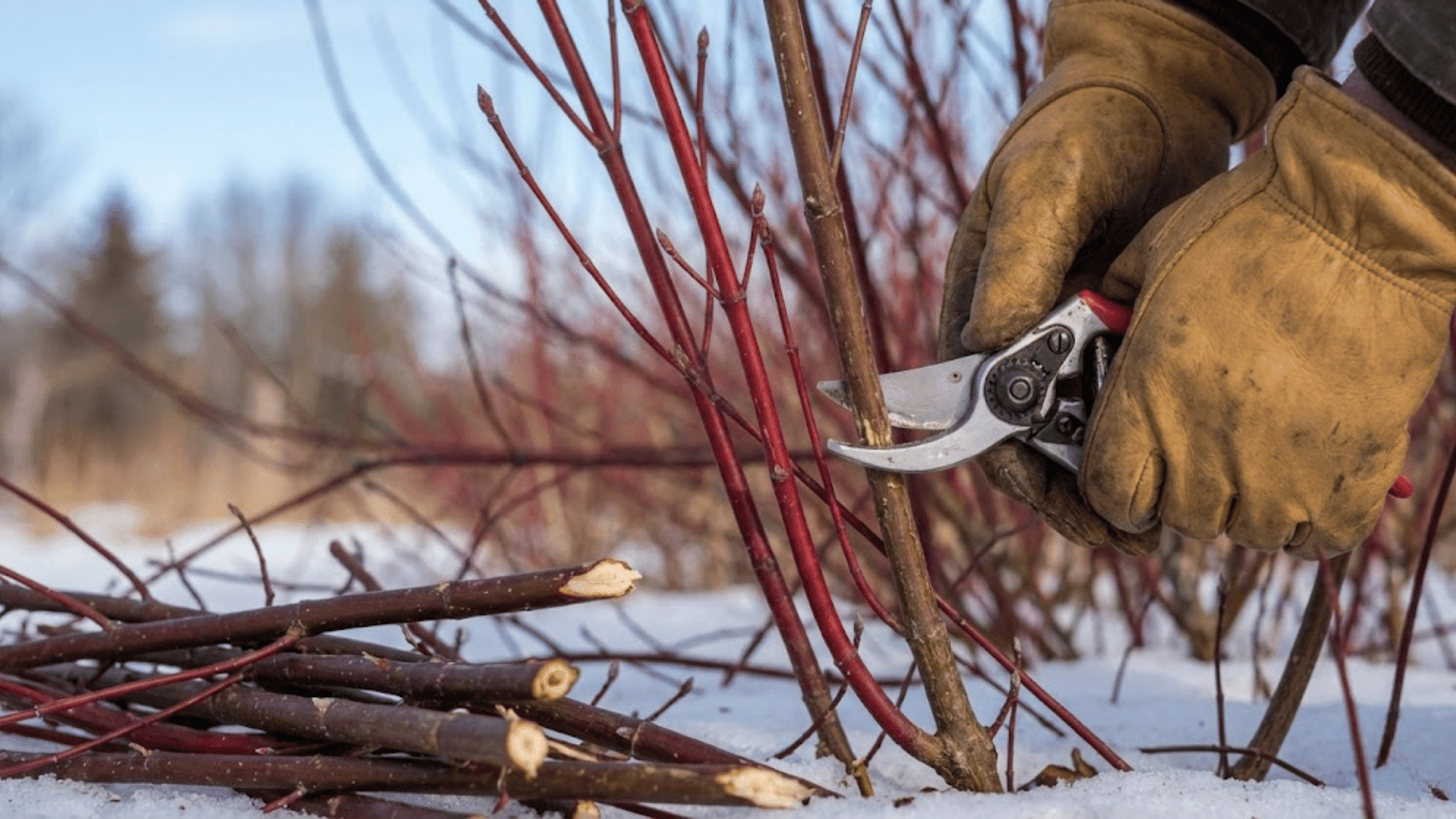 Red Osier Dogwood Planting & Care Guide